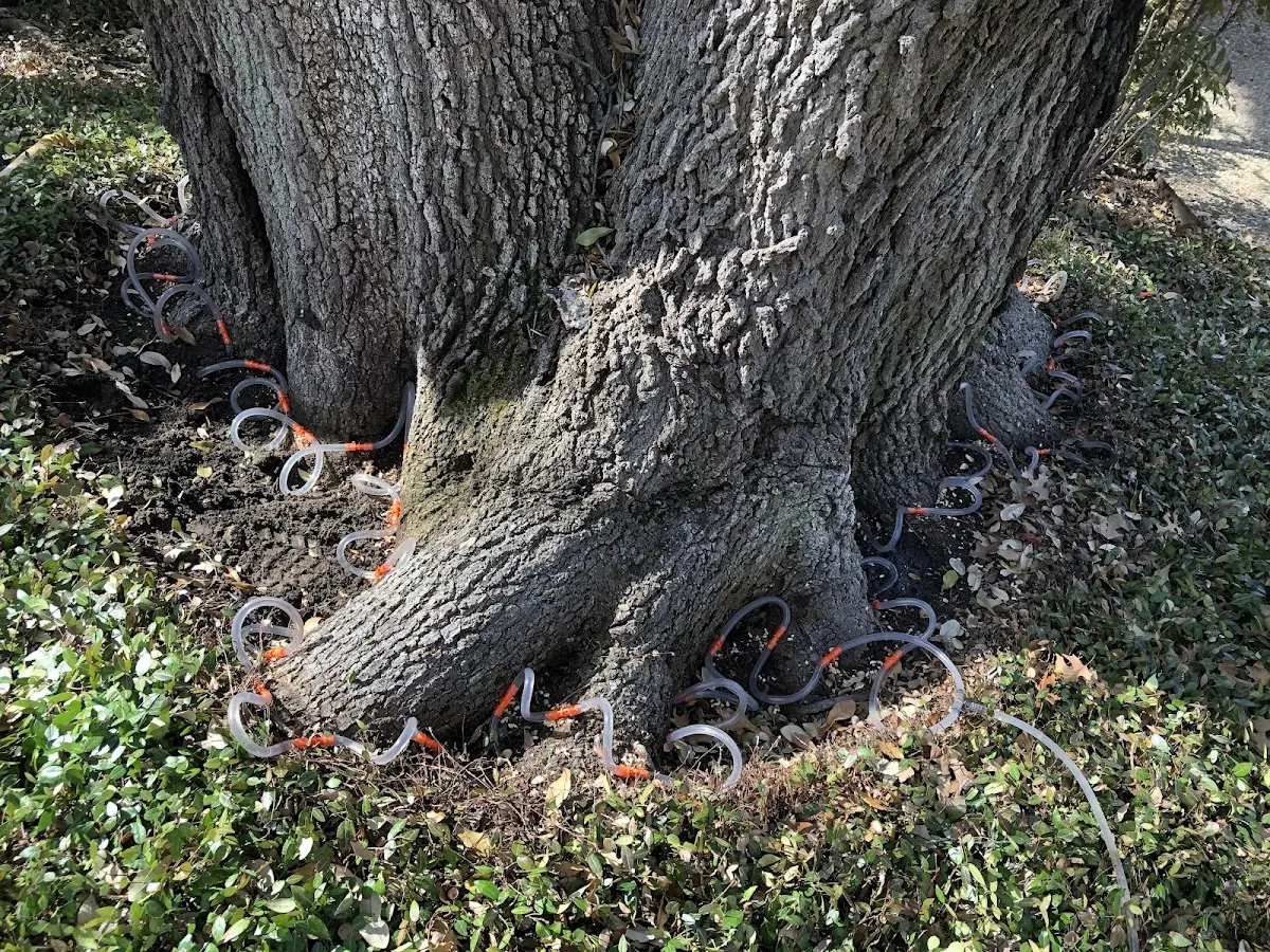 Detailed Tree Cabling and Bracing job site in Queen