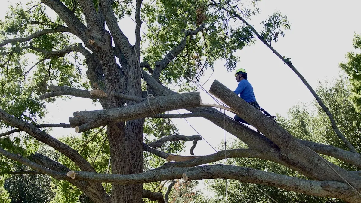 Professional Crown Thinning performed by certified arborists in Queen