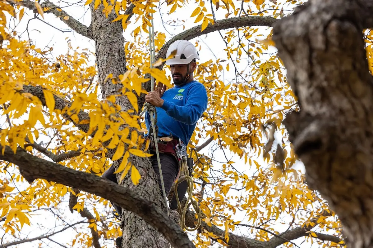 Skilled Tree Trimming crew working in Queen