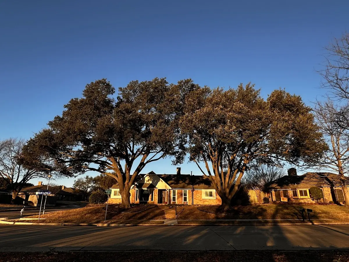 Established residential canopy tree shading a home in Queen